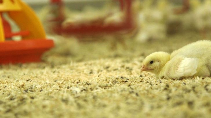 اتحادیه سراسری مرغداران گوشتی : فاکتورسازی برای فروش جوجه یکروزه