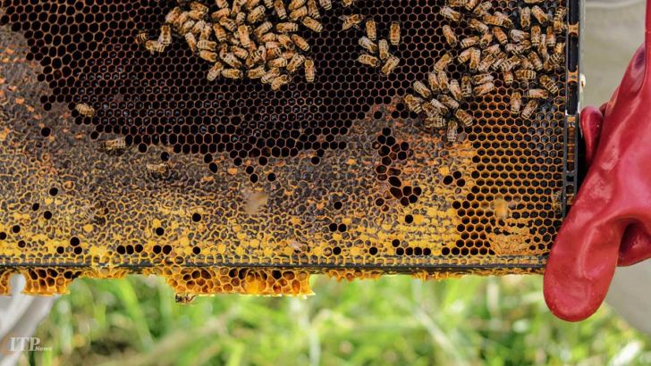 ۳۰ تا ۴۰ درصد جمعیت زنبور عسل استان اردبیل تلف شدند