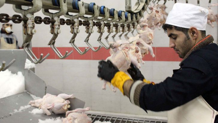 الزامات تولید گوشت مرغ در کشور