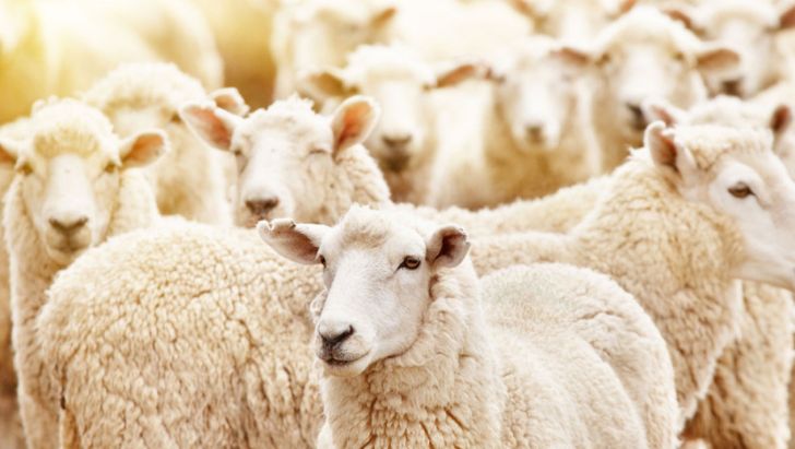 نرخ دام و گوشت سنخیتی با هم ندارند