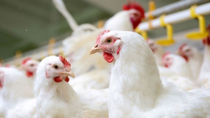  گرانی مرغ در روزهای آتی با کاهش تولید