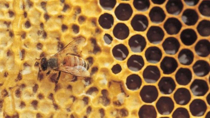 محصولات مزارع زنبور یکی از مهمترین و پردرآمدترین صادرات غیر نفتی در کشور