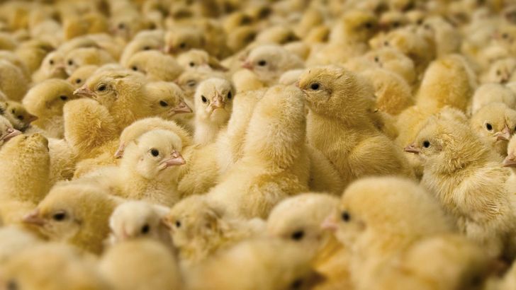 ضرورت برخورد با گران‌فروشی جوجه یک‌روزه برای متعادل شدن بازار مرغ