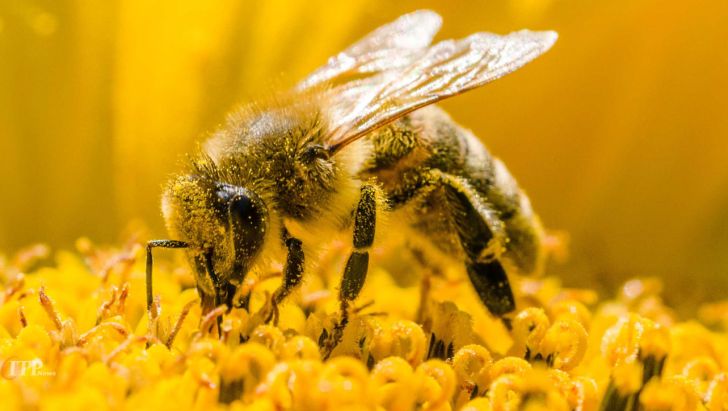 کاهش جمعیت زنبورهای عسل در جهان و ایران قابل توجه است