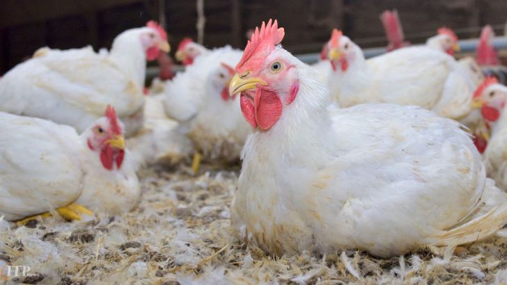 تولیدکنندگان مرغ در قزوین باید مورد حمایت قرار گیرند