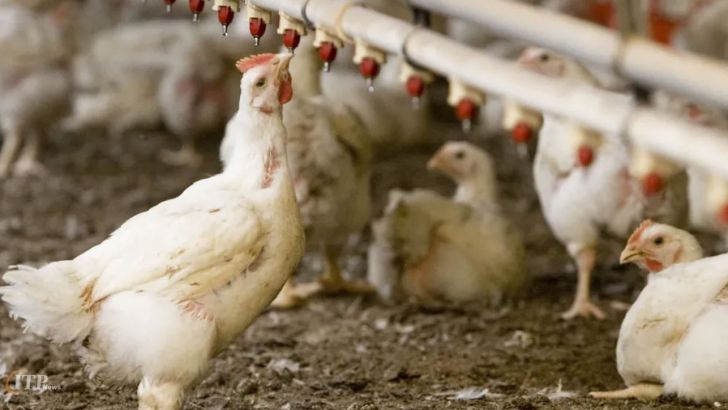 تولید مرغ در خوزستان جوابگوی نیاز استان نیست