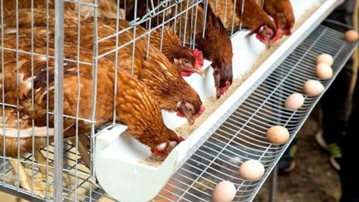  زیان سنگین ۷ هزار تومانی مرغداران در تولید هر کیلوگرم تخم مرغ / انتظار جهش قیمت تا کمتر از ۲ ماه دیگر
