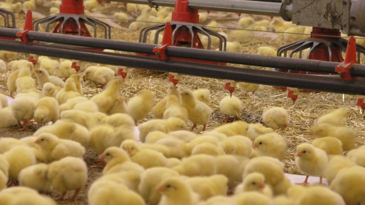 کاهش قیمت جوجه یکروزه در بازار/ نیازی به واردات مرغ نداریم
