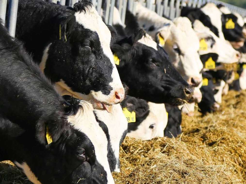 افزودن مکمل های غذایی کاهندۀ گاز متان به جیرۀ خوراک گاو و تأثیرات مفید آن 