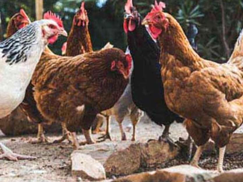 جوجه کشی از انواع نژادهای مرغ