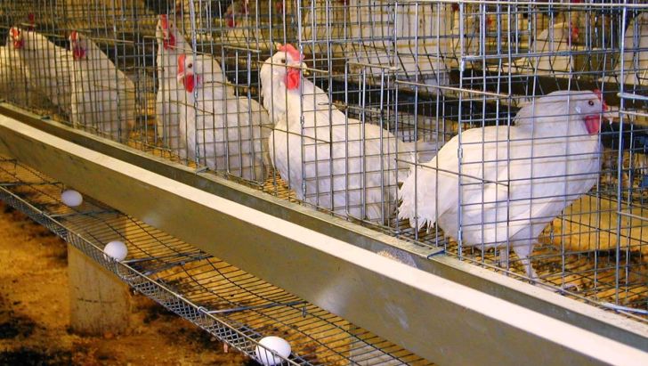 اعتراض مرغداران مرغ تخم‌ گذار خراسان رضوی از ممنوعیت صادرات تخم‌مرغ