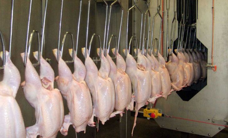مرغ برای تعادل بازار باید در کشتارگاه‌ها ذبح شود