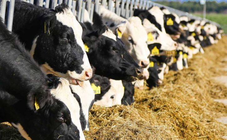 حق پایمال شده گاوداران در دستان دلالان بازار شیر
