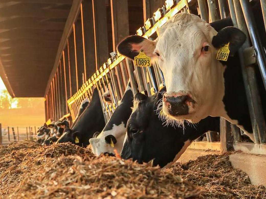 افزایش فیبر قابل هضم در خوراک گاو شیری
