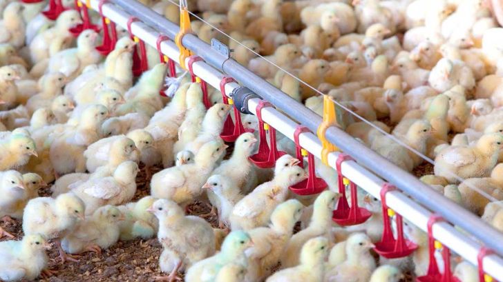 7 سؤال مهمی که به هنگام تهیۀ خوراک برای مرغ گوشتی باید پرسید