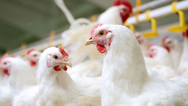 خطر کمبود نهاده های دامی برای مرغداران
