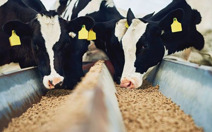 دامداران خواستار تصویب فوری و ابلاغ قیمت جدید شیرخام هستند
