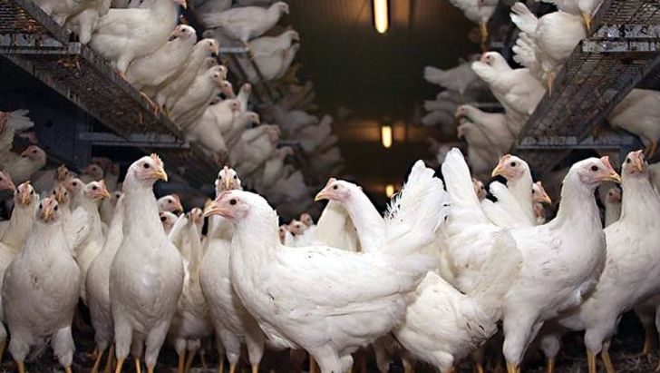 دانلود فایل مقاله بررسی تغییرات شاخصهای آنتیاکسیدانی خون مرغهای تخمگذار تغذیه شده با محرک رشد گیاهی در مقایسه با آنتیبیوتیک محرک رشد