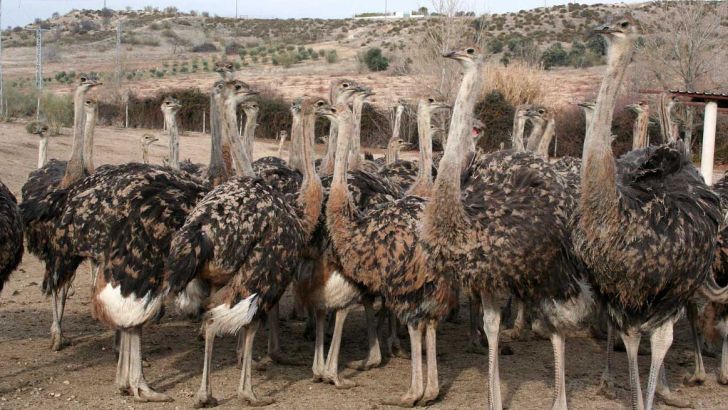 ۴۰ مزرعه پرورش شترمرغ در جهرم فعال است