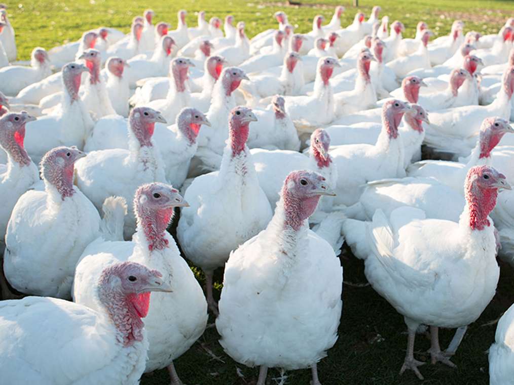 اهمیت بهبود مدیریت تغذیه در دورۀ آغازین جوجه بوقلمون ها 