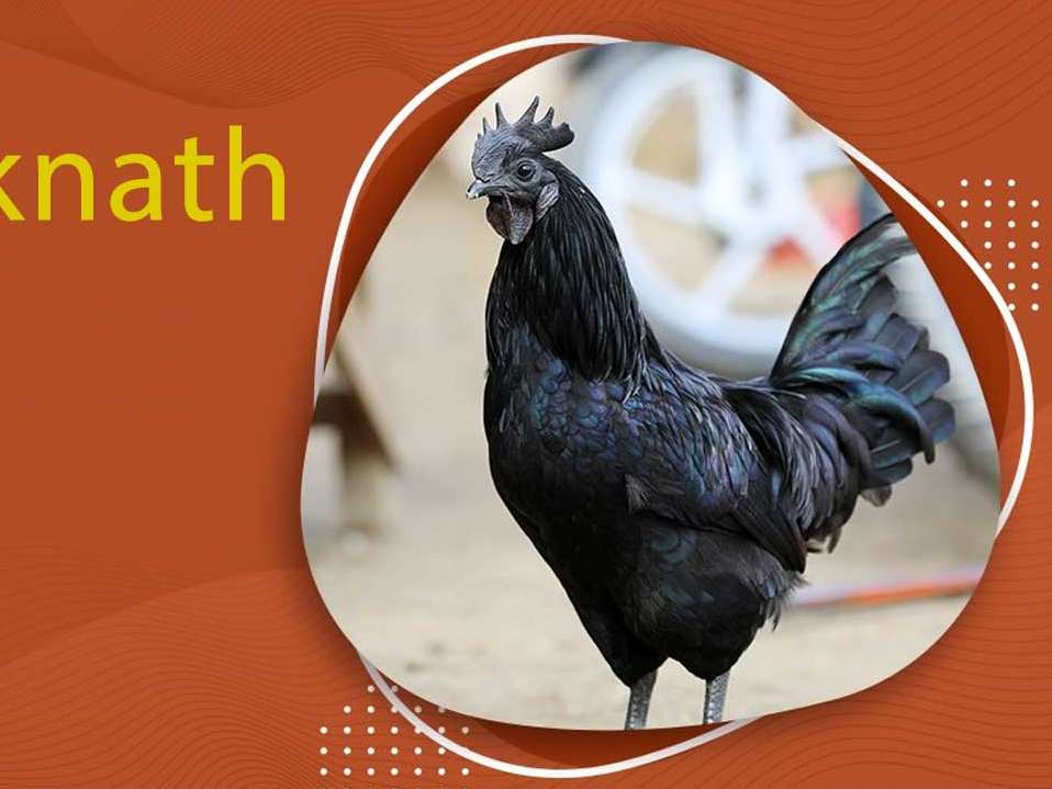 معرفی مرغ سیاه Kadaknath 
