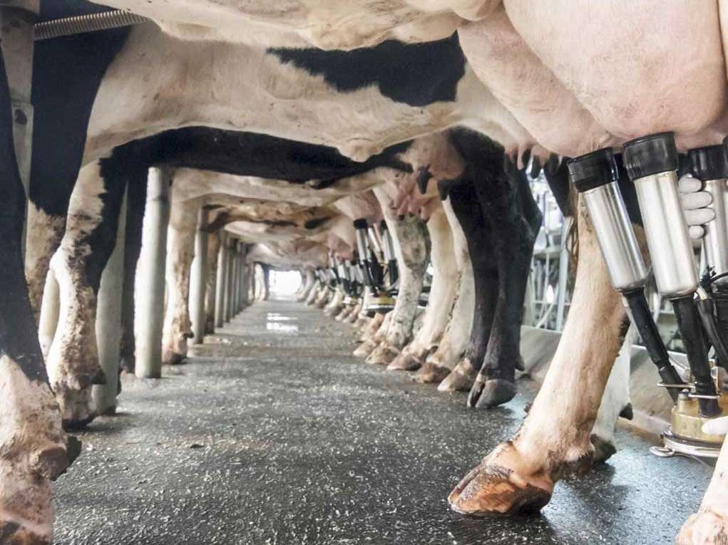 اسپری جدید پستان گاو 