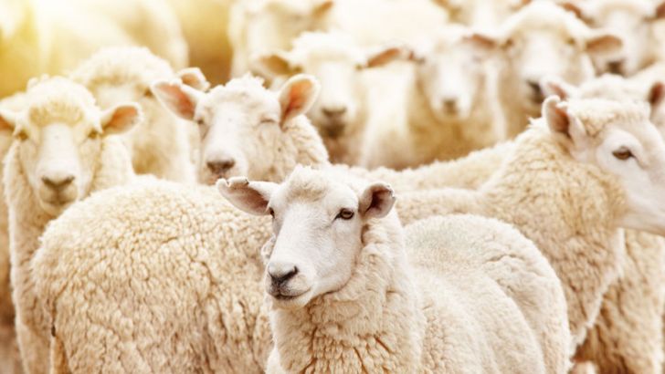 کمبود علوفه، انگیزه قوی برای فروش گوسفند در عید قربان