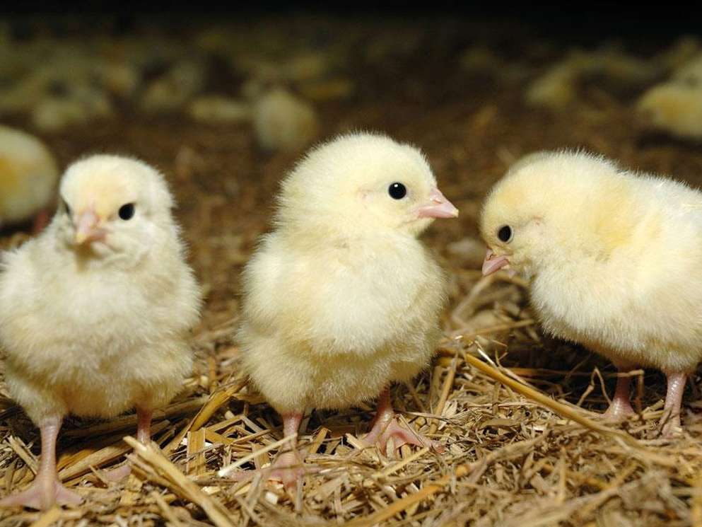 افزایش بازدهی مرغ گوشتی 