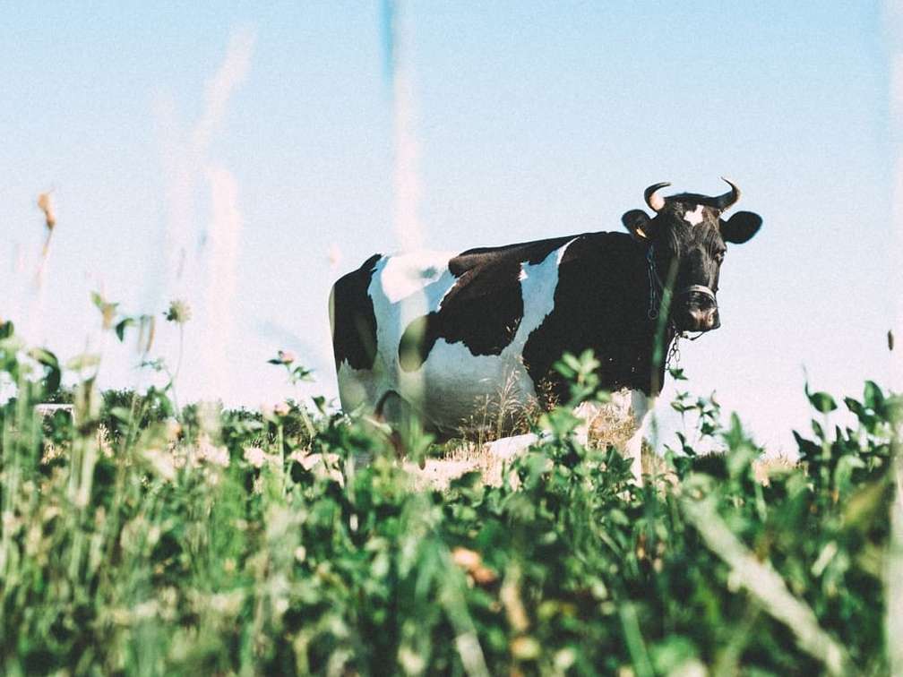 یک ارزیاب دام چه میکند