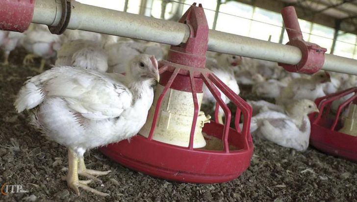 مشکل بازار مرغ ناشی از ضعف تخصیص نهاده از بازرگاه و گرانی حمل