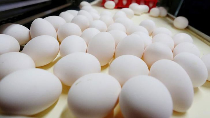 برنامه‌های غلط وزارت جهاد کشاورزی بازار تخم‌مرغ را به هم ریخت