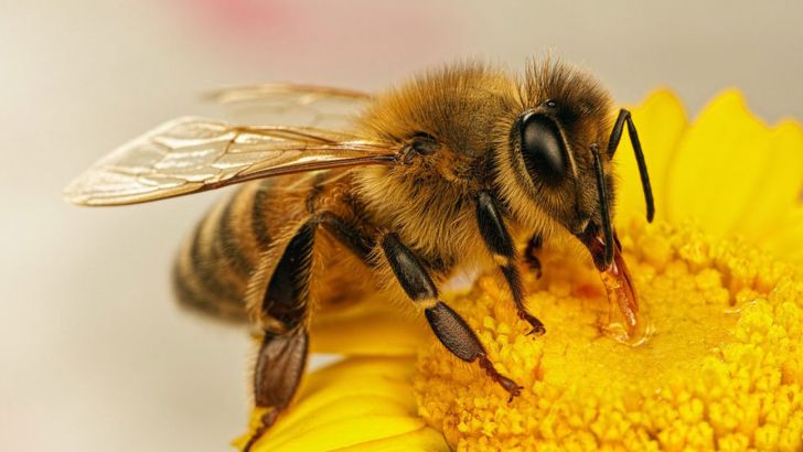 بی‌توجهی دولت دوازدهم به بیمه تأمین اجتماعی زنبورداران
