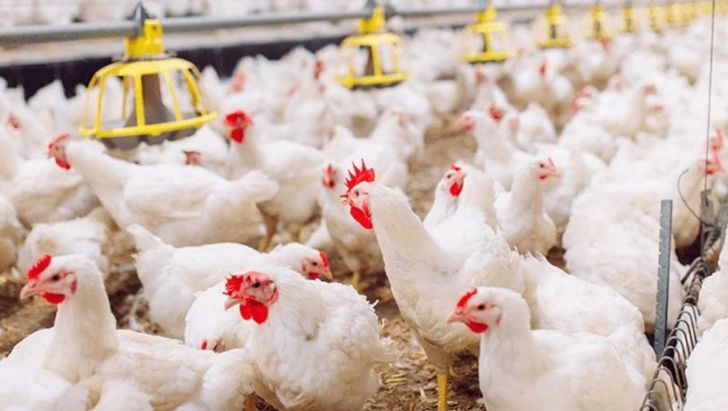  کاهش ۳۵ درصدی تولید مرغ
