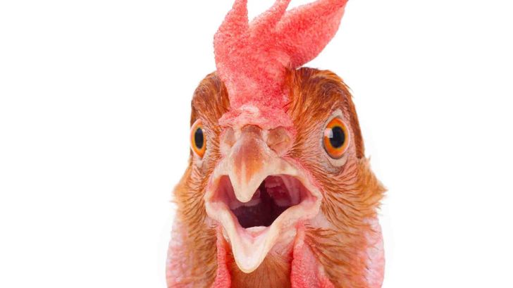 آیا مرغ ها قادر به حرف زدن هستند
