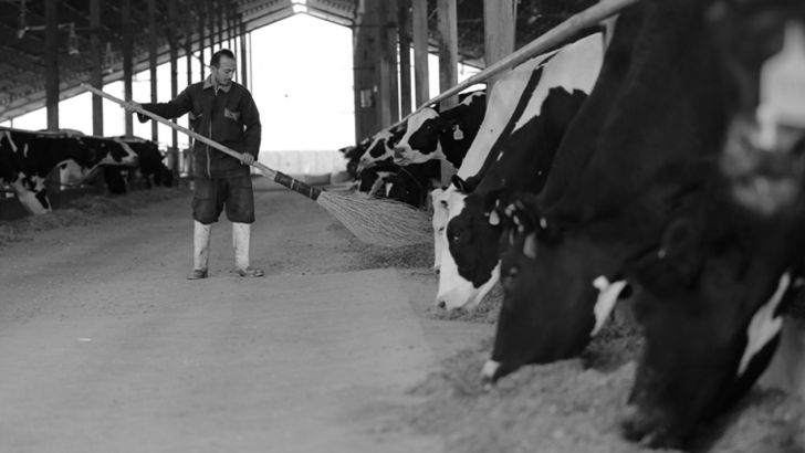  کشتار گاو آخرین گزینه دامداران