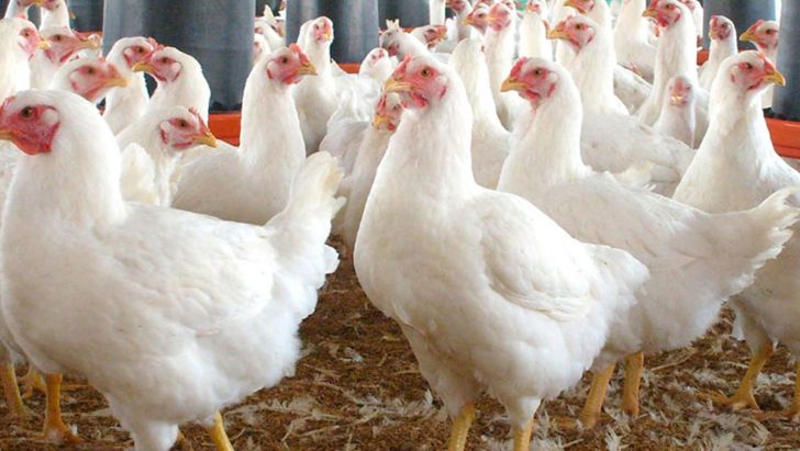 صنعت مرغداری جهان پس از کووید رو به بهبودی می رود