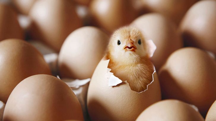 ۹۵ میلیون تخم مرغ نطفه‌دار برای تامین نیاز بازار وارد می‌شود