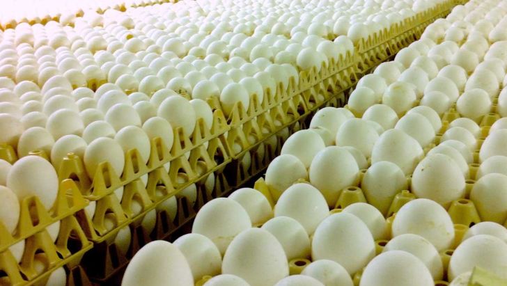 افزایش قیمت تخم‌مرغ تبعات اتفاقات سال گذشته است 