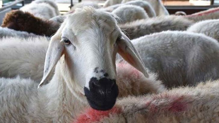 سون شیپ مرکز خرید و فروش گوسفند زنده با قیمت مناسب