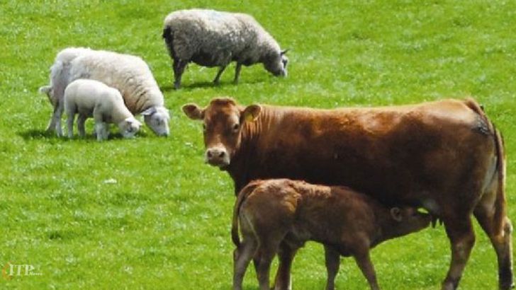 21 نکته ضروری در پرواربندی گوسفند و گاو