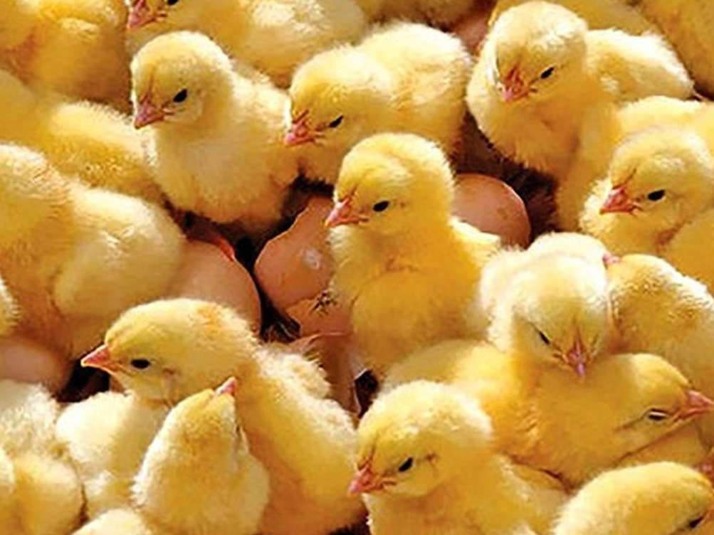 تغذیۀ جوجه های تازه متولد 