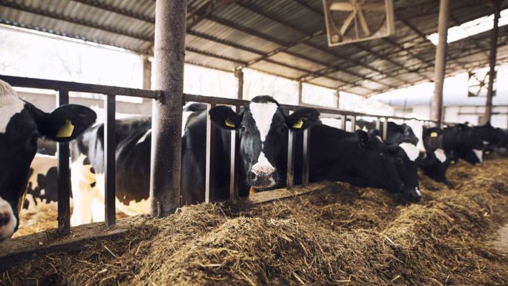 صنعت دامداری در شرایط رکود قرار دارد