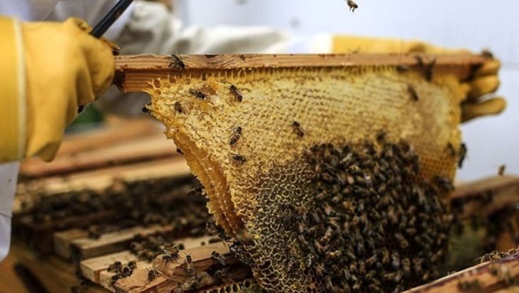  صادرات عسل متوقف شد