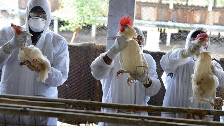 آماده باش دامپزشکی برای مقابله با آنفلوآنزای پرندگان
