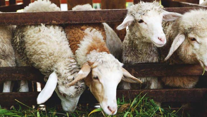 چگونه گوسفندان را چاق کنیم / اصول خوراک دهی به گوسفند