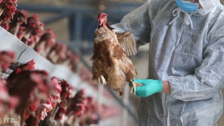 تامین واکسن آنفلوآنزای فوق حاد پرندگان برای مرغداری‌ها 
