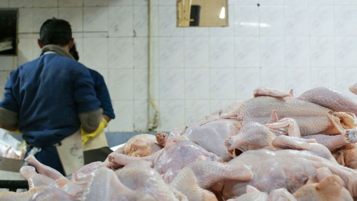 مرغ های وارداتی تحت نظارت به بازار عرضه می شود