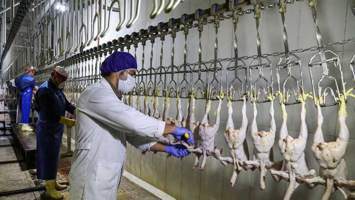 استفاده از ظرفیت مرغداری های استان تهران جهت افزایش تولید مرغ