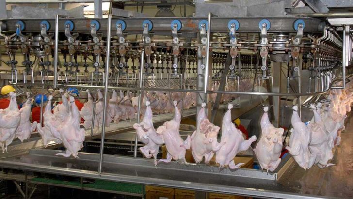 لزوم پشتیبانی بیشتر از تولیدکنندگان گوشت مرغ در گیلان