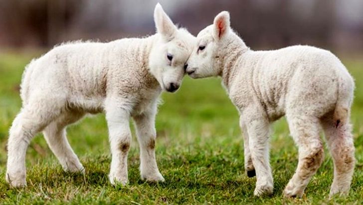  هشدار به کشتار زودتر از موعد گوسفند‌های بره ماده